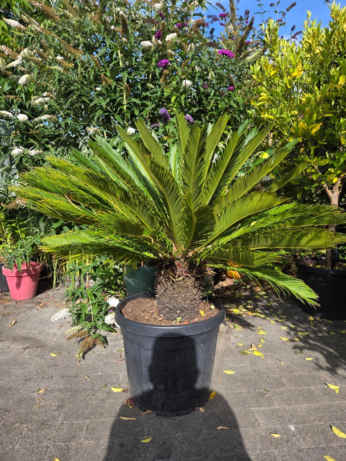 Prachtige Cycas Revoluta (Vredespalm) - ca. 130 cm hoog, Ophalen, Bloeit niet, Overige soorten, Volle zon