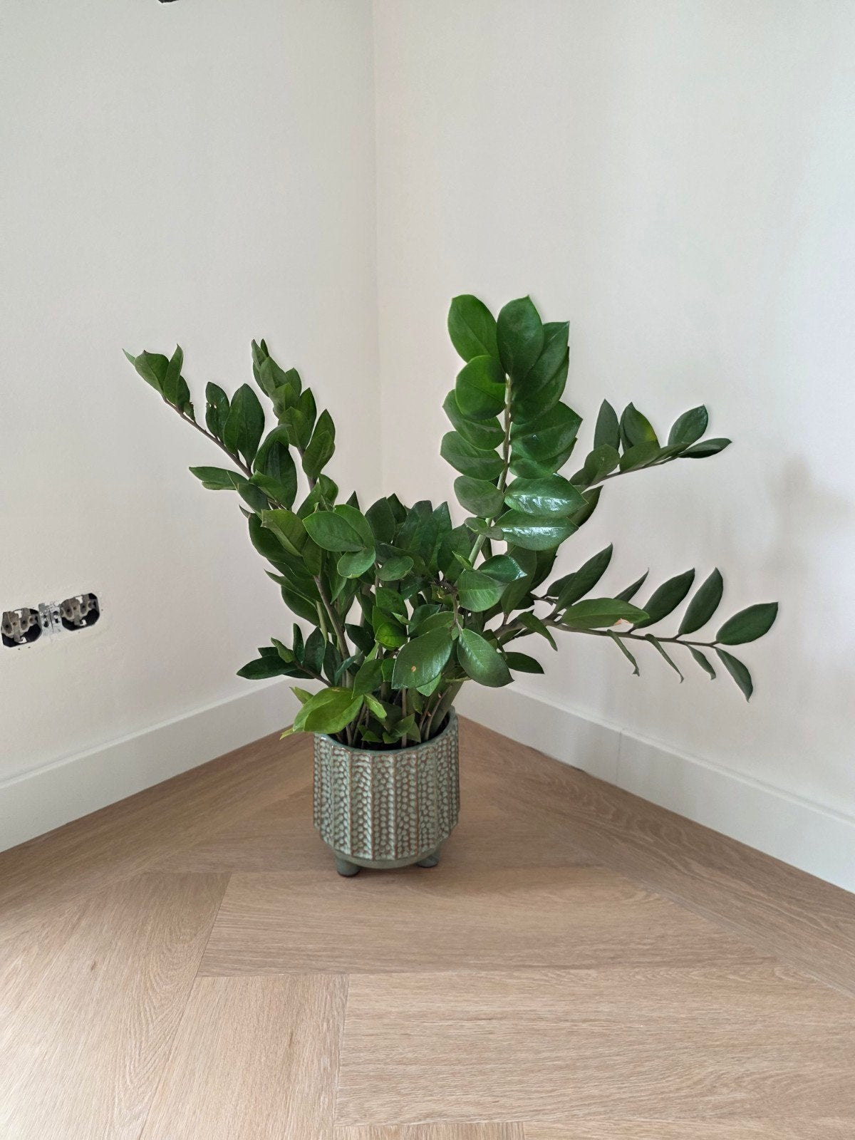 Plant incl pot, Huis en Inrichting, Kamerplanten, Ophalen, Halfschaduw, Minder dan 100 cm