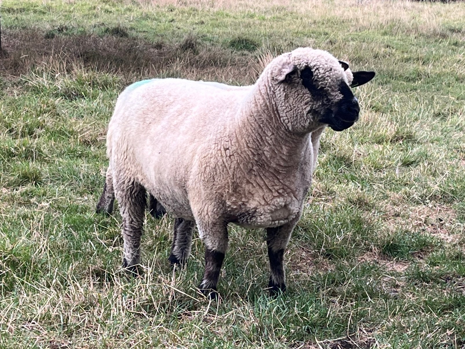 Drachtige hampshire down ooi, Vrouwelijk, Schaap