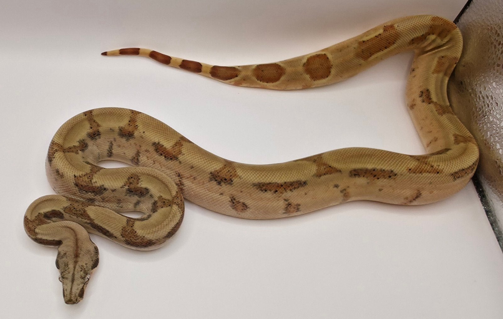 Boa imperator dame 2025 Hypo 66% Leopard, Anery, Albino, Slang, 0 tot 2 jaar