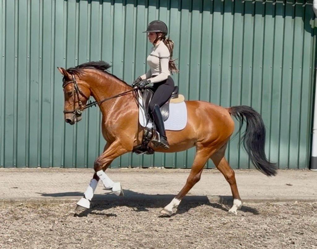 Lieve werkwillige E-pony merrie, Dieren en Toebehoren, Pony's, Met stamboom, Dressuurpony, 3 tot 6 jaar, L