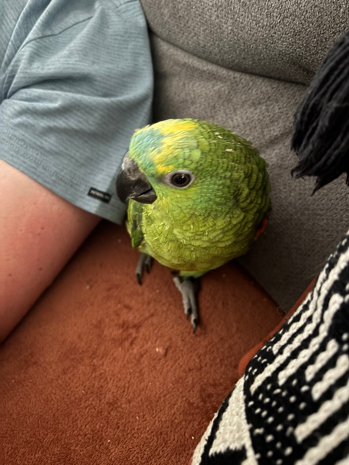 Handtamme blauwvoorhoofdamazone, Dieren en Toebehoren, Vogels | Parkieten en Papegaaien, Parkiet, Geslacht onbekend
