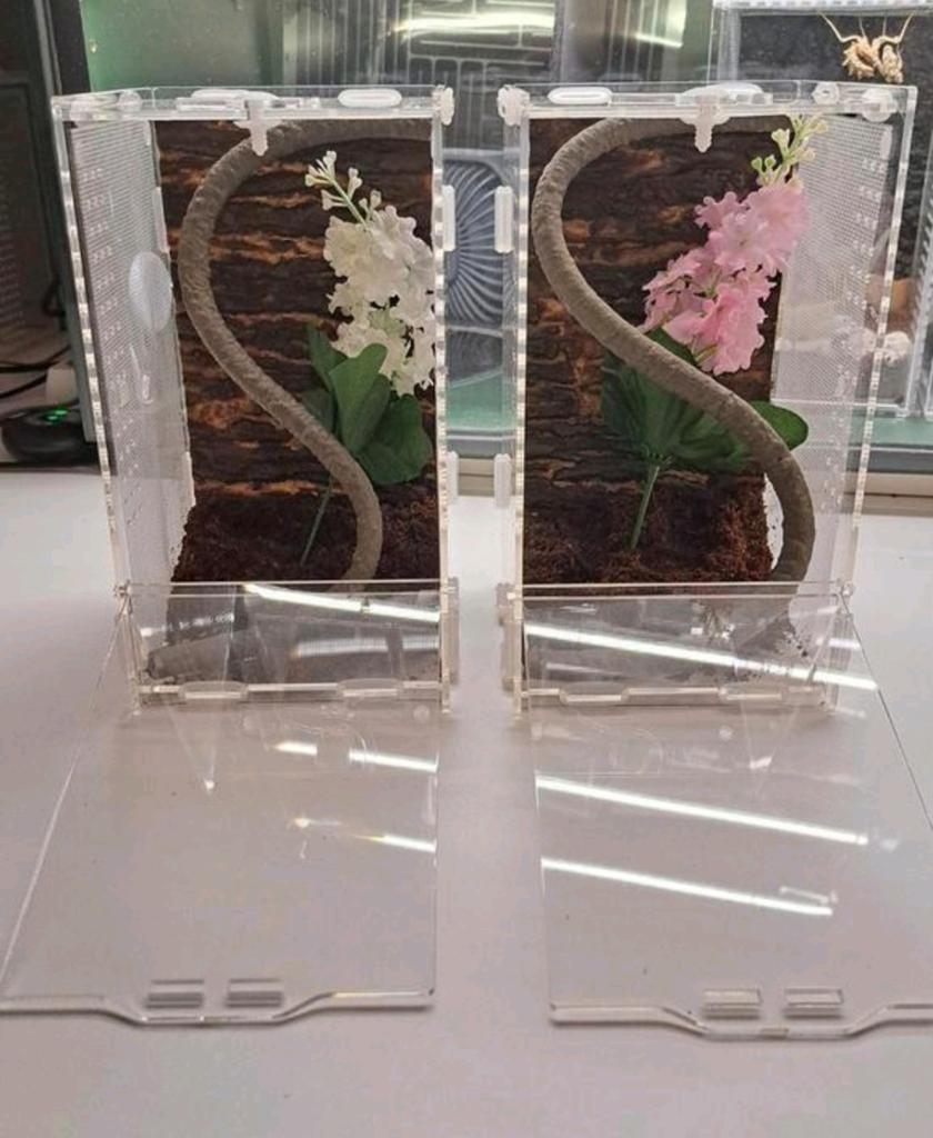 Terrarium voor insecten, bidsprinkhaan of springspin, Ophalen, Nieuw, Terrarium of Paludarium