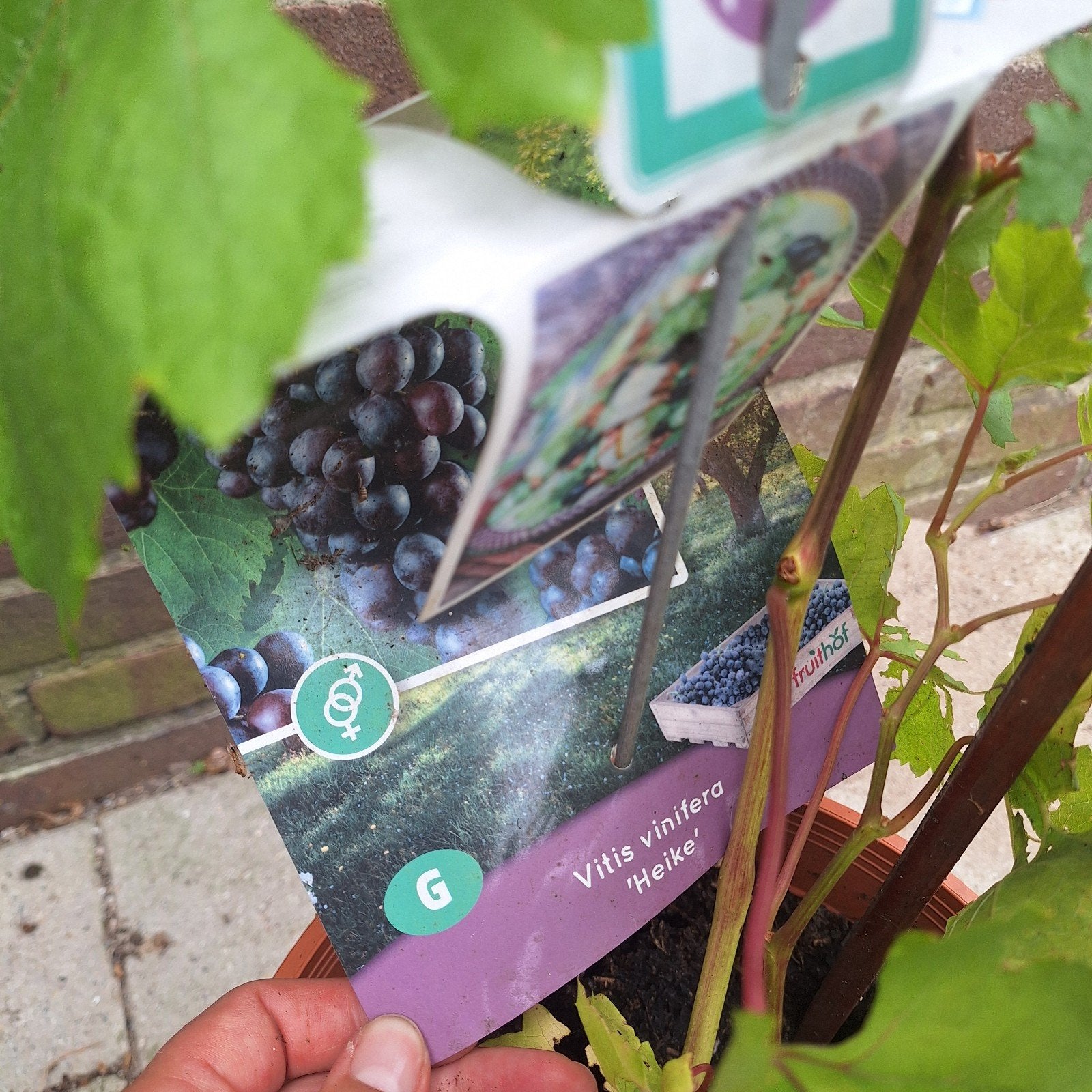 Druivenplant 'Heike' - Vitis vinifera, Ophalen, Volle zon, Vaste plant, Zomer