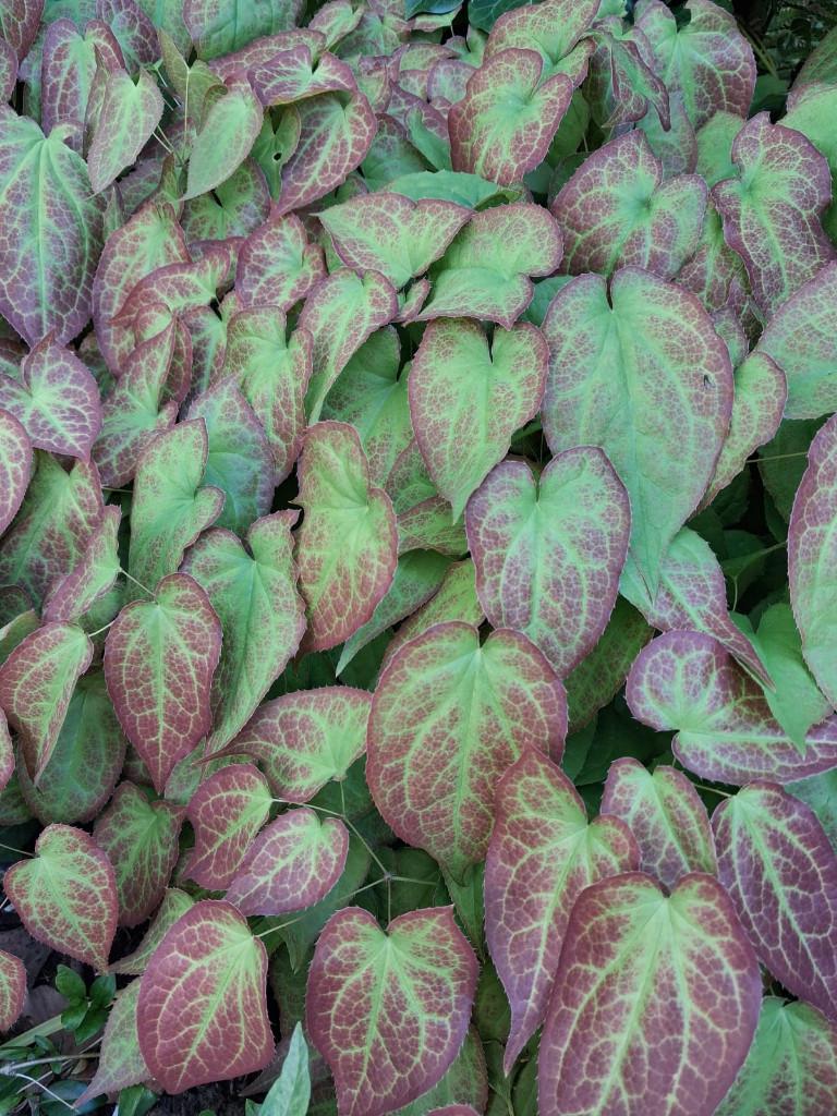 Biologische Epimedium planten, Ophalen, Bodembedekkers, Vaste plant, Bloeit niet