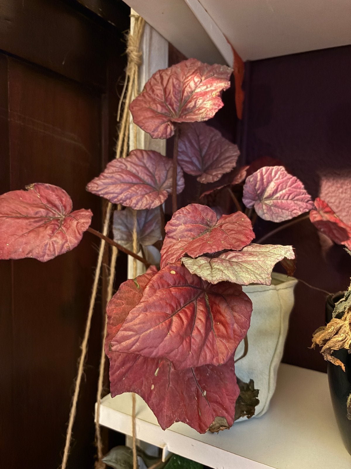 3 begonia rexen, €2,50 per plantje, Ophalen of Verzenden, Overige soorten