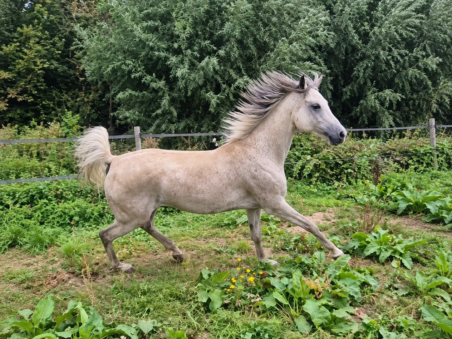 arabier ruin Arabische volbloed met papieren, Ruin