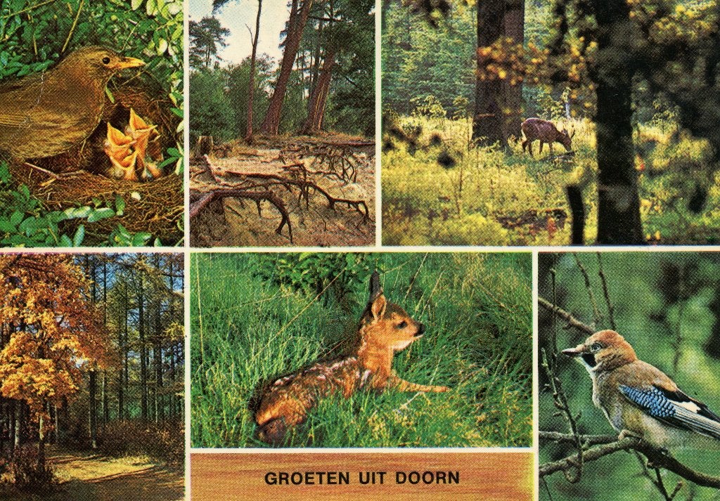 DOORN Dieren Bos Groeten, Verzenden, 1960 tot 1980, Gelopen, Utrecht
