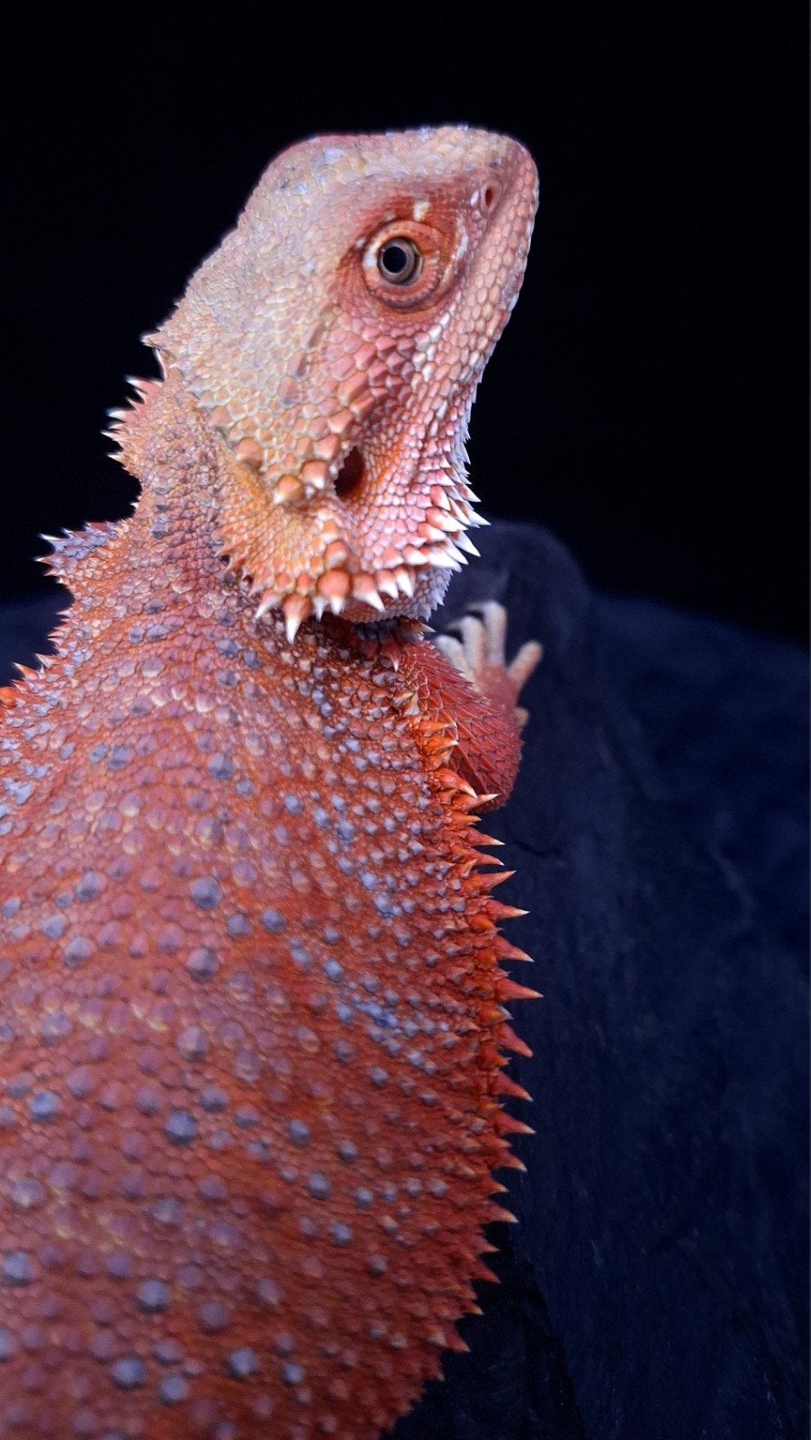 Baardagaam Vrouwen Red Hypo Blue Bar

Red Hypo
Re Bearded Dragon photo 13