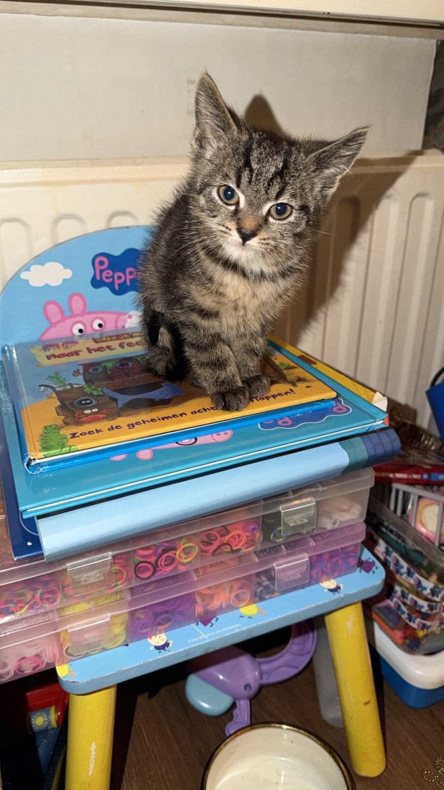 3kittens 15 weken oud, Dieren en Toebehoren, Meerdere dieren, 0 tot 2 jaar