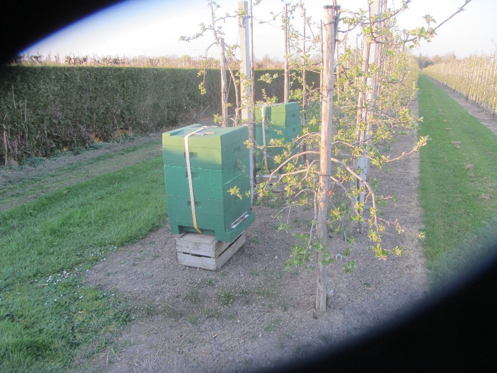 help mijn bijen hebben honger, Dieren en Toebehoren, Insecten en Spinnen, Bijen