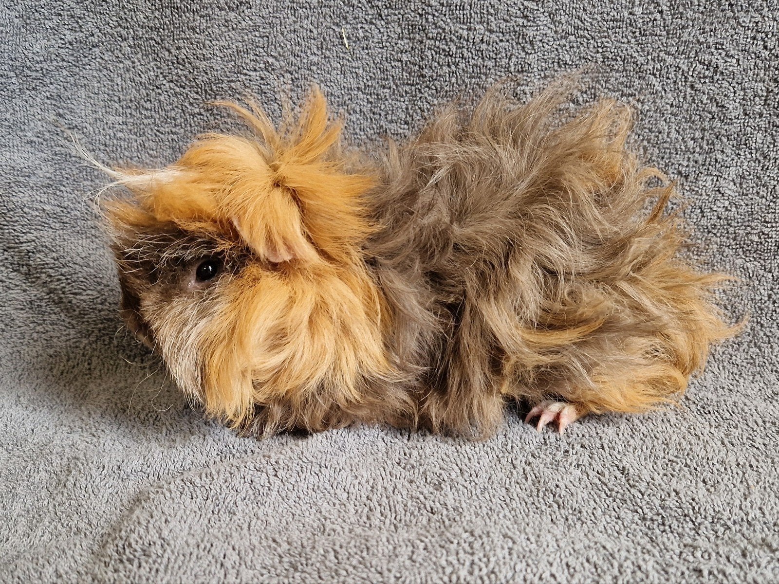 Cavia lunkarya beertje, Dieren en Toebehoren, Knaagdieren, Cavia, Mannelijk, Januari, Tam