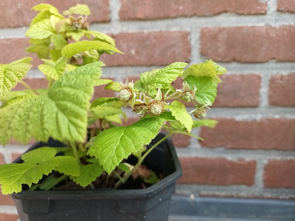 Frambozen struik, Ophalen, Overige soorten, Struik, Minder dan 100 cm