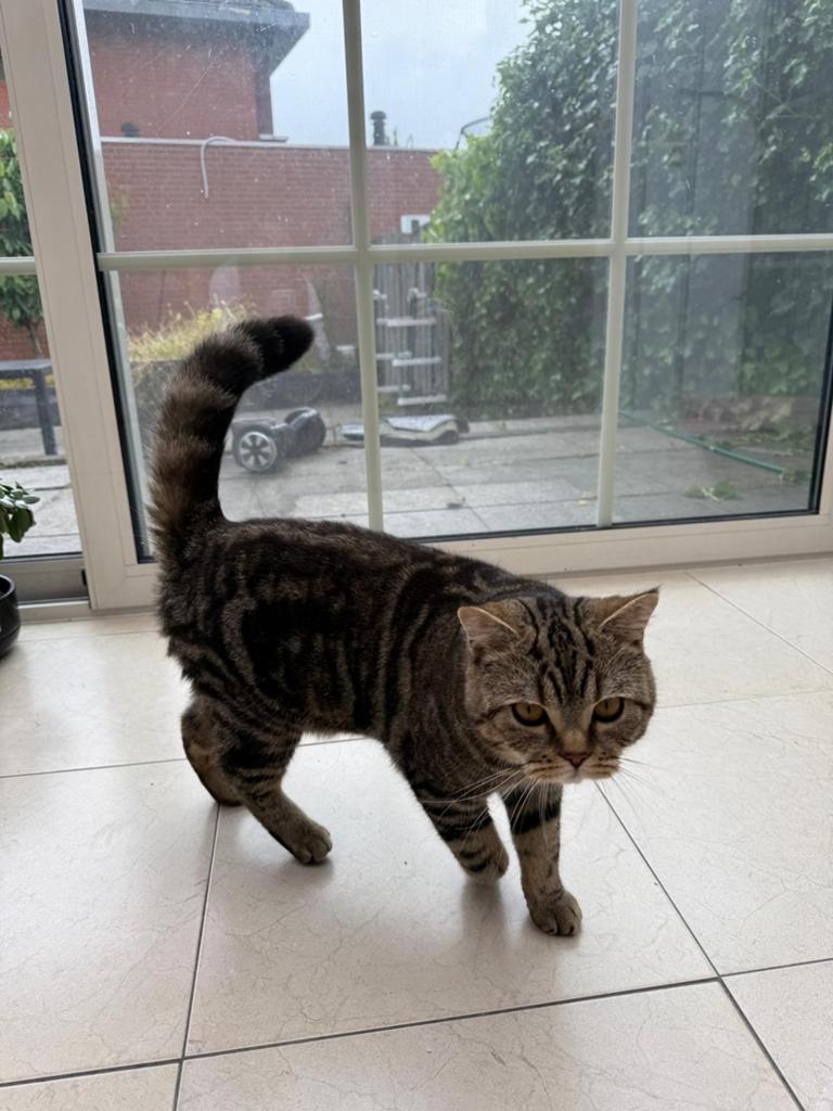 Britse Korthaar Kater, Kater, 0 tot 2 jaar