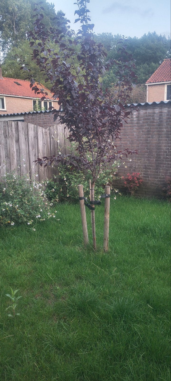 Prachtige jonge boom met donkerrood blad, Ophalen, Bloeit niet, Volle zon, Overige soorten