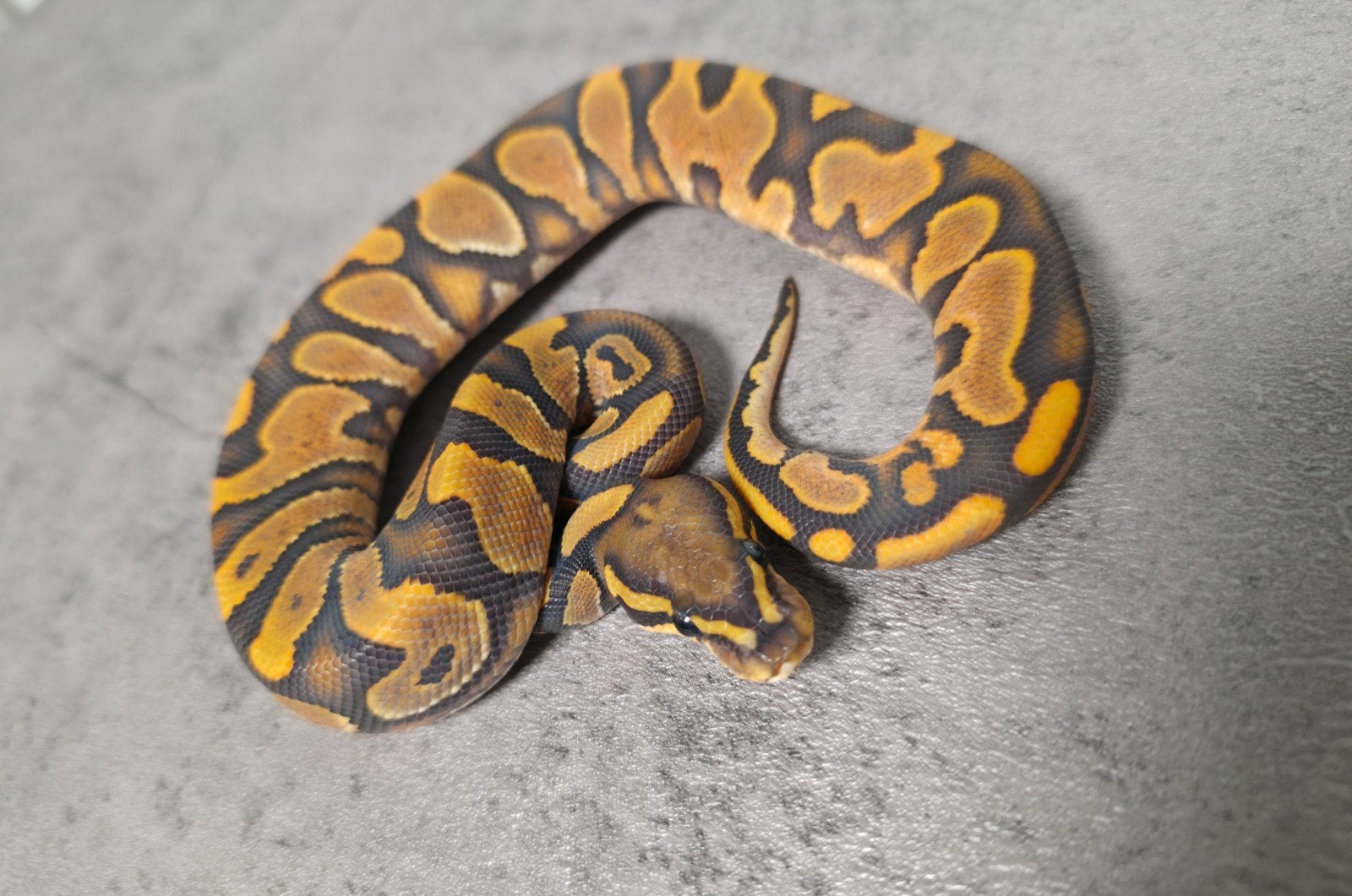Calico Hypo/Ghost️♂️ Ball Python photo 2