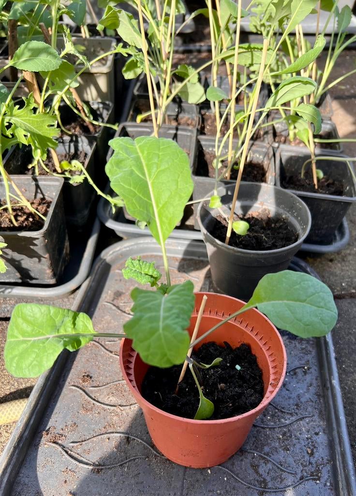 Boerenkool & palmkool zaailingen, Tuin en Terras, Planten | Tuinplanten, Ophalen, Overige soorten, Volle zon