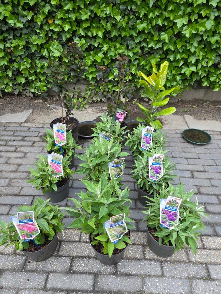 Nieuwe restpartij tuinplanten, Ophalen, Overige soorten, Halfschaduw