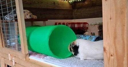 Cavia slinky tunnel 20 x80 cm knaagdieren 1€, Ophalen