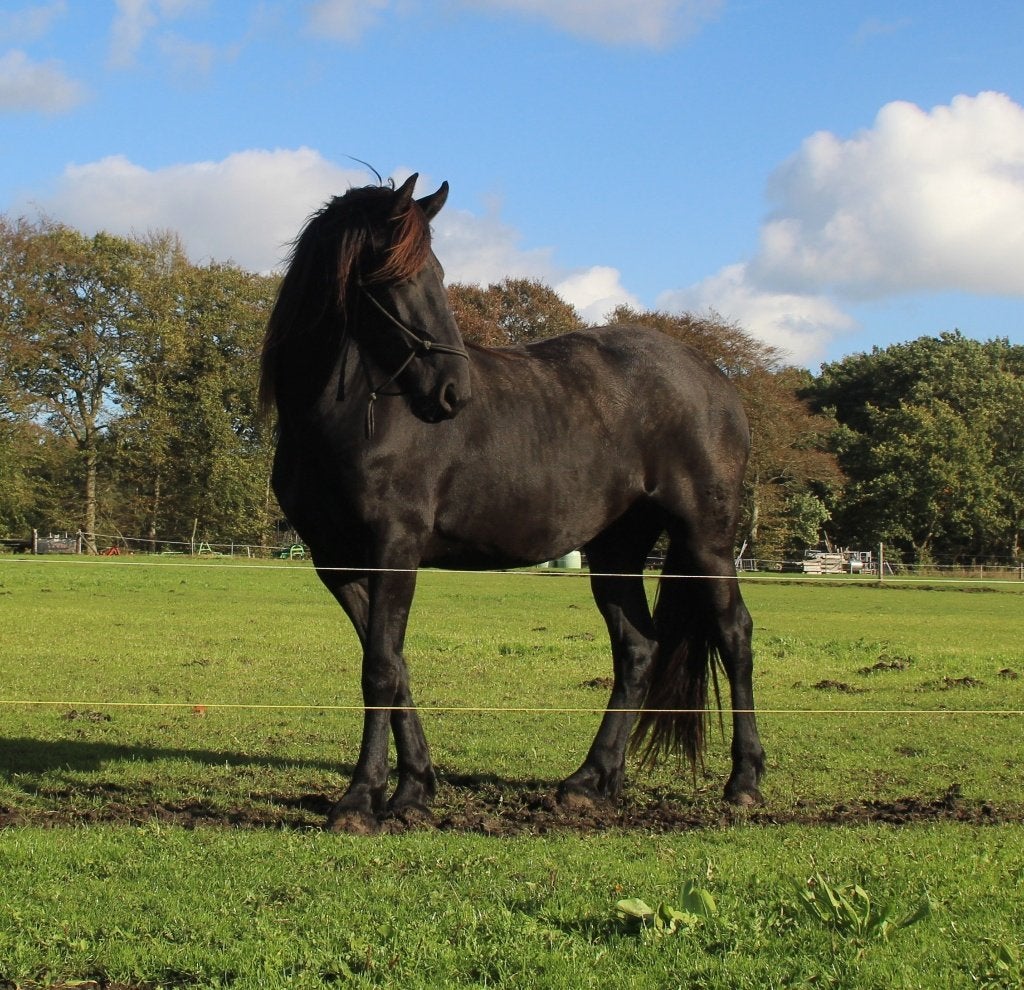 tweejarige Friese merrie en fries  hengst veulen, Dieren en Toebehoren, Merrie, Minder dan 160 cm, Met stamboom, Niet van toepassing
