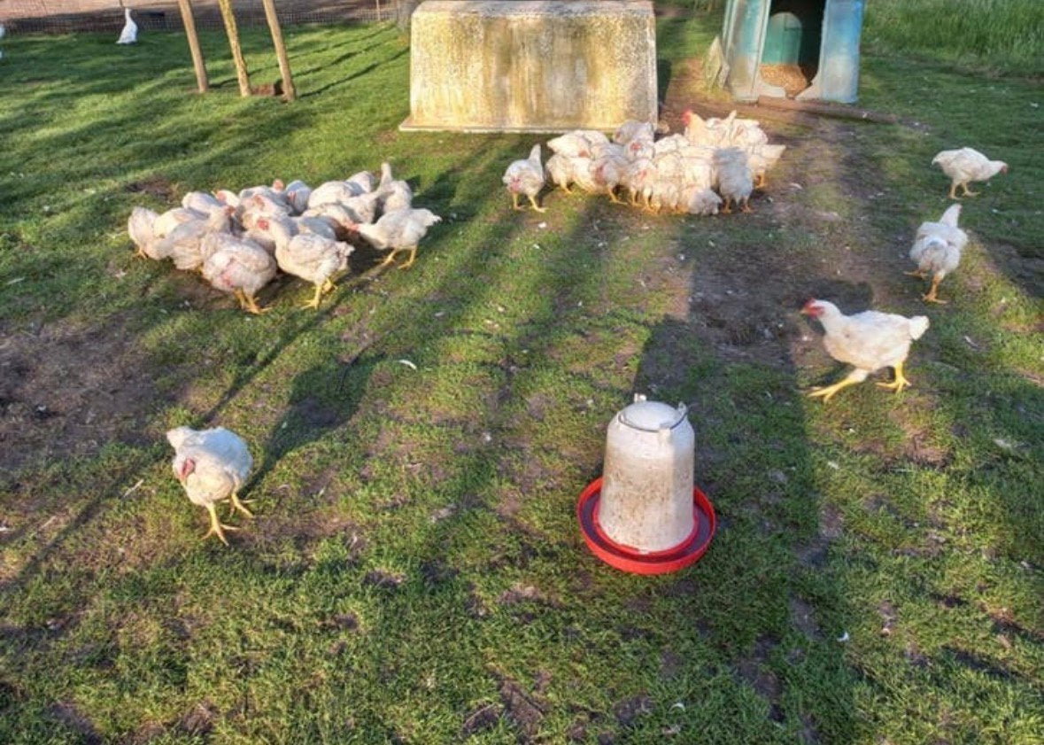 Gezocht vleeskippen/vleeskuikens, Dieren en Toebehoren, Pluimvee, Meerdere dieren, Kip