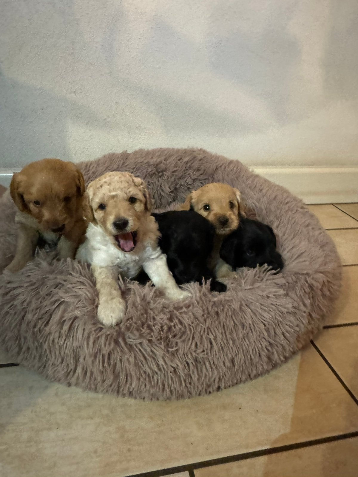 Lieve Mini labradoodle pups zoeken een warm thuis, Poedel, 8 tot 15 weken, Meerdere, Meerdere dieren