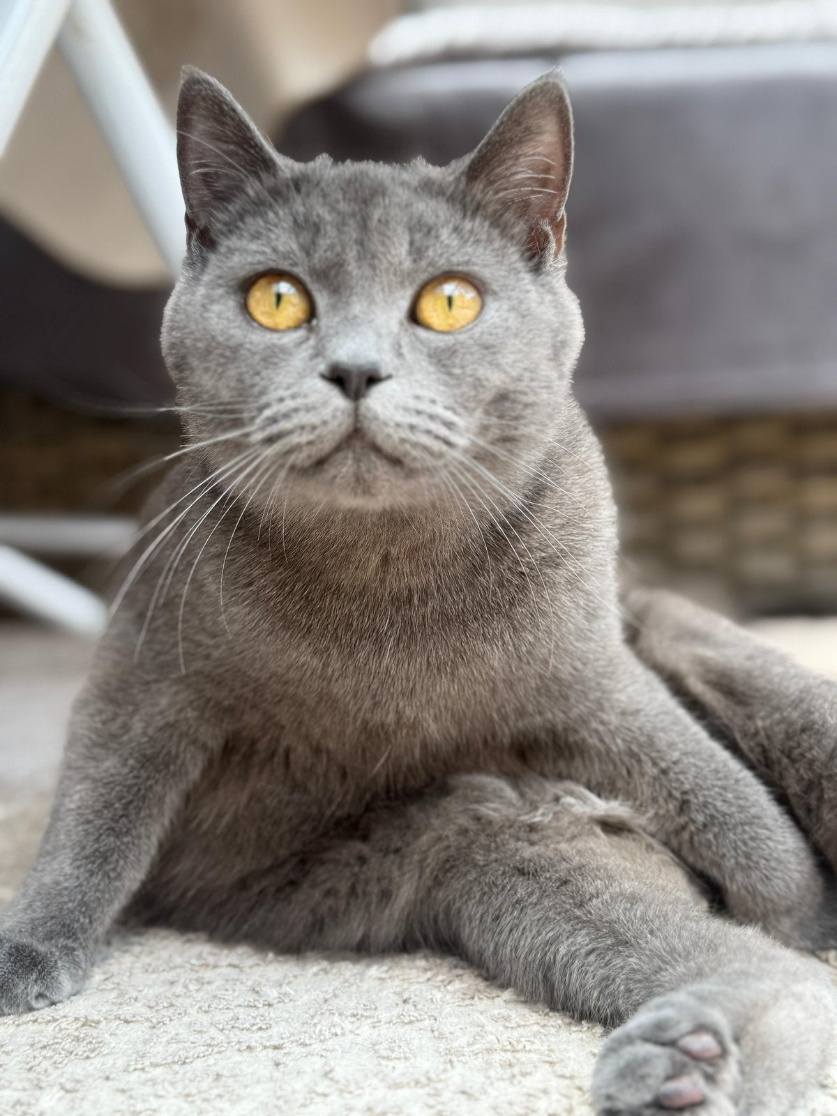 Gratis Britse Korthaar – Toebehoren tegen vergoeding, Kater