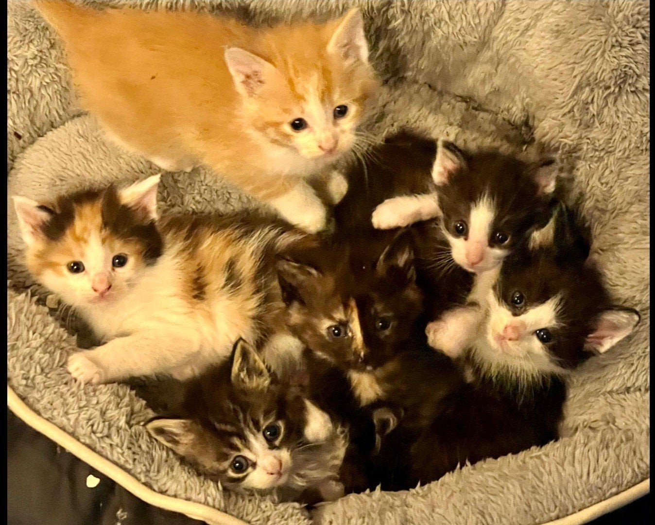 Maine Coon X HTK kittens, Meerdere dieren, Ontwormd, 0 tot 2 jaar