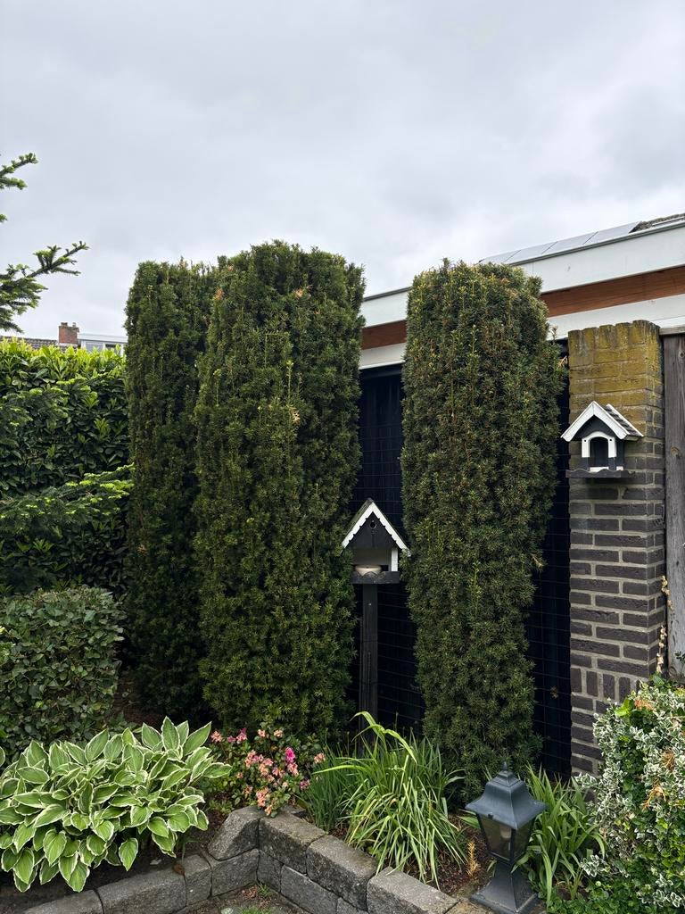 Taxus Baccata Bomen (3 stuks) - Zelf uitgraven, Ophalen, Bloeit niet, Halfschaduw, Overige soorten