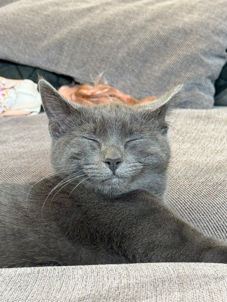 Gezocht: nieuw huisje voor een Blauwe Rus, Poes, Kortharig, 0 tot 2 jaar