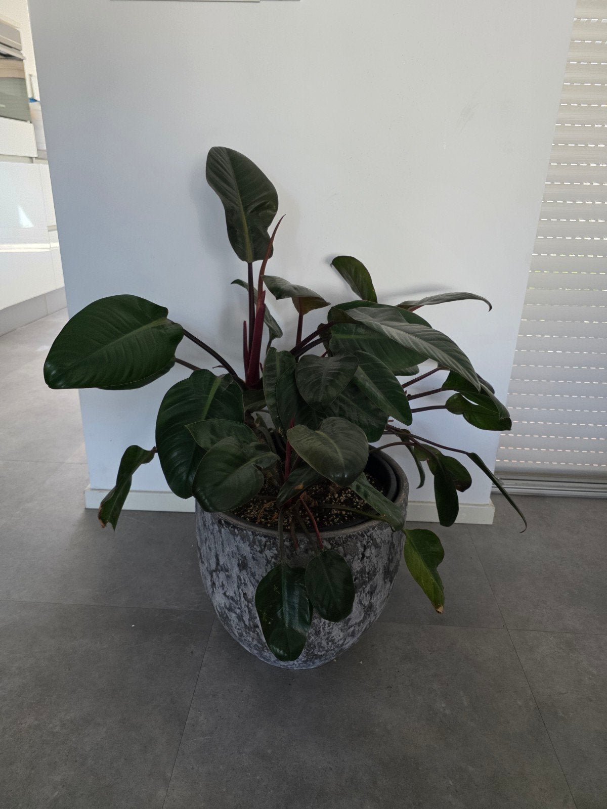 Philodendron zo der pot, Huis en Inrichting, Kamerplanten, Ophalen of Verzenden