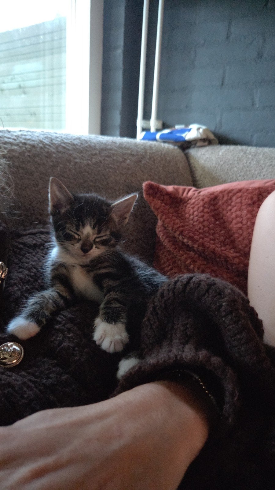 Meerdere mooie lieve kittens te koop!, Dieren en Toebehoren, Katten en Kittens | Overige Katten, Kortharig, Meerdere dieren, 0 tot 2 jaar