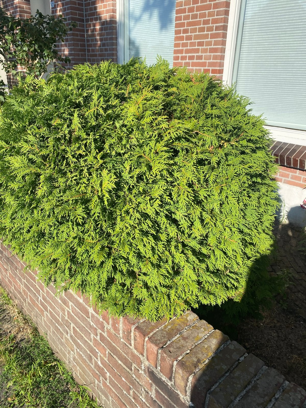Grote, volle Thuja struik voor uw tuin, Volle zon, Vaste plant, Bloeit niet, Ophalen