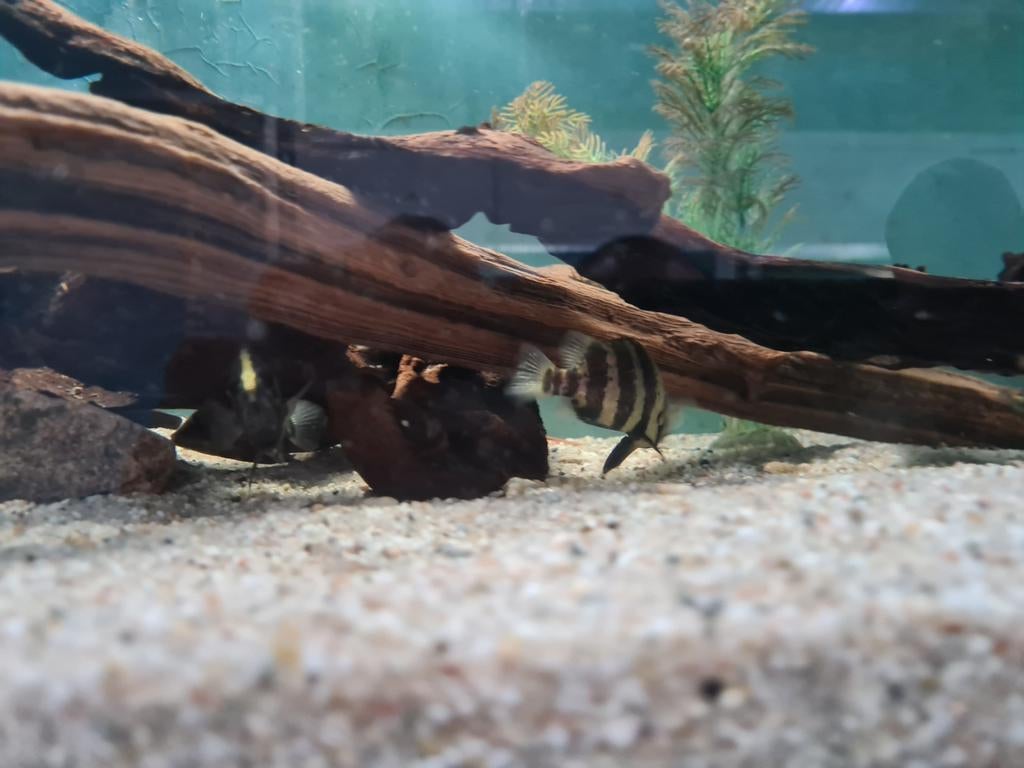 Datnioides Campbelli, Nieuw Guinea Tijgerbaars, Vis, Zoetwatervis