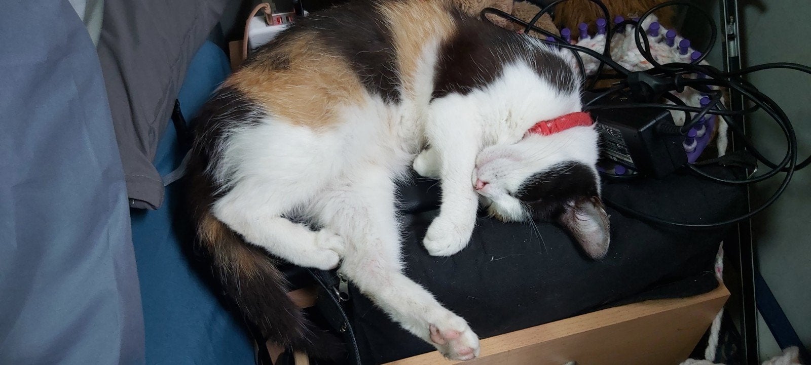 lapjes poes kira, Poes, Kortharig, 0 tot 2 jaar