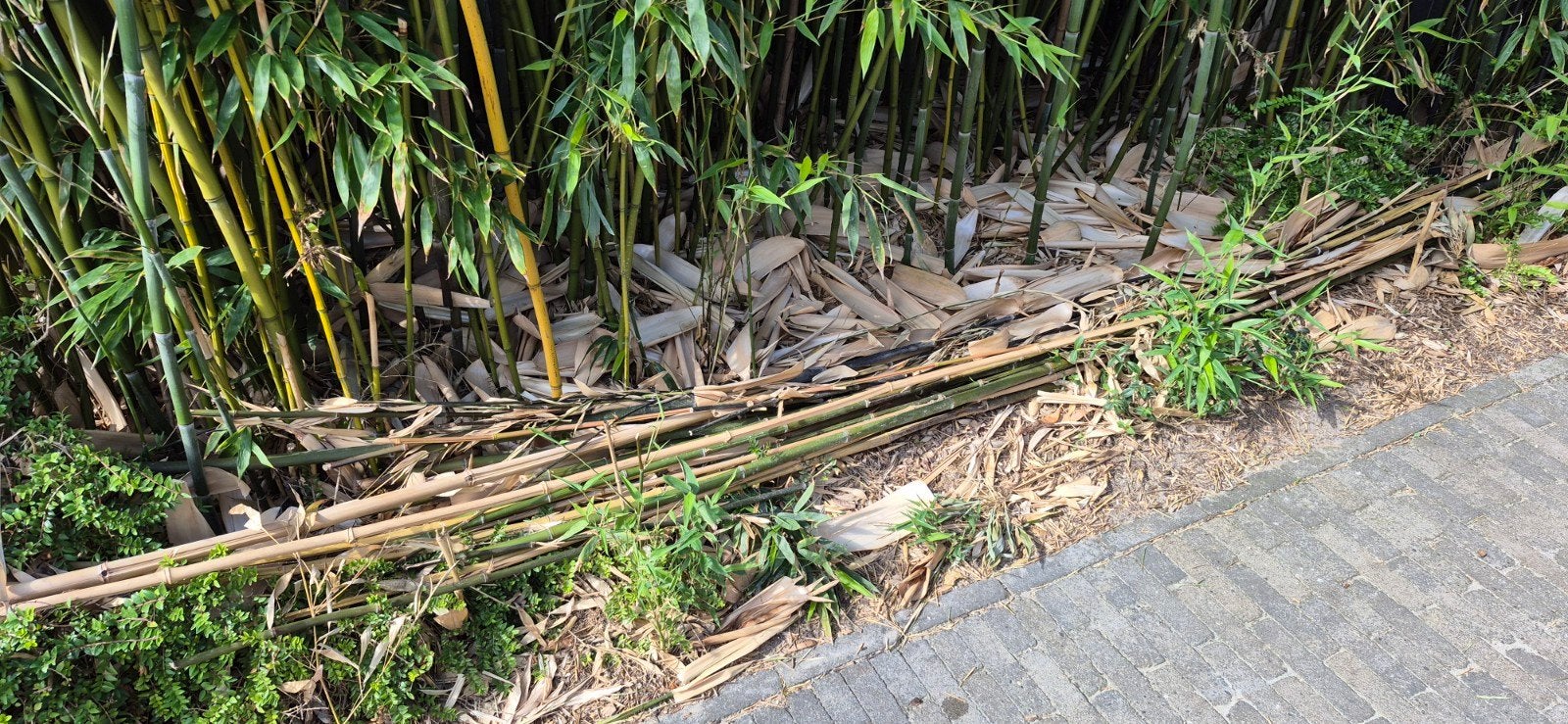 Gratis bamboe stokken groot klein dik dun, Tuin en Terras, Ophalen, 20 m² of meer