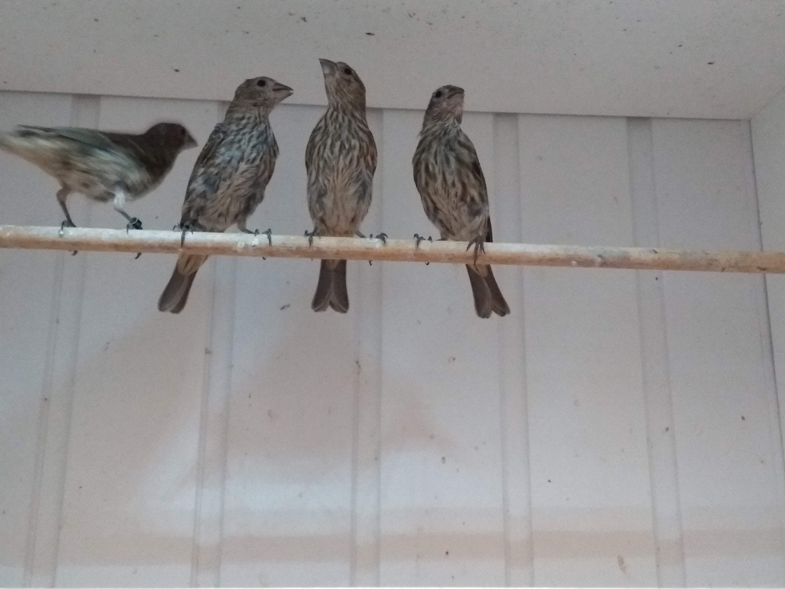 3 jonge Mexicaanse Roodmussen, Dieren en Toebehoren, Geslacht onbekend, Geringd