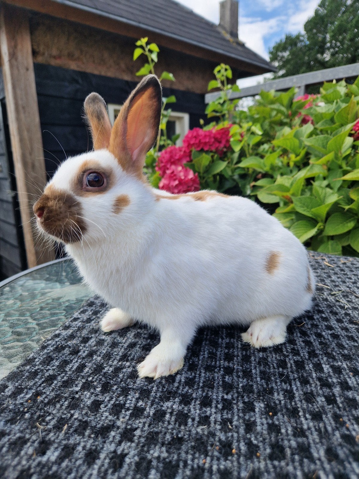 Lotharinger Dwerg   Man/Ram, Dieren en Toebehoren, Konijnen, Mannelijk, Dwerg