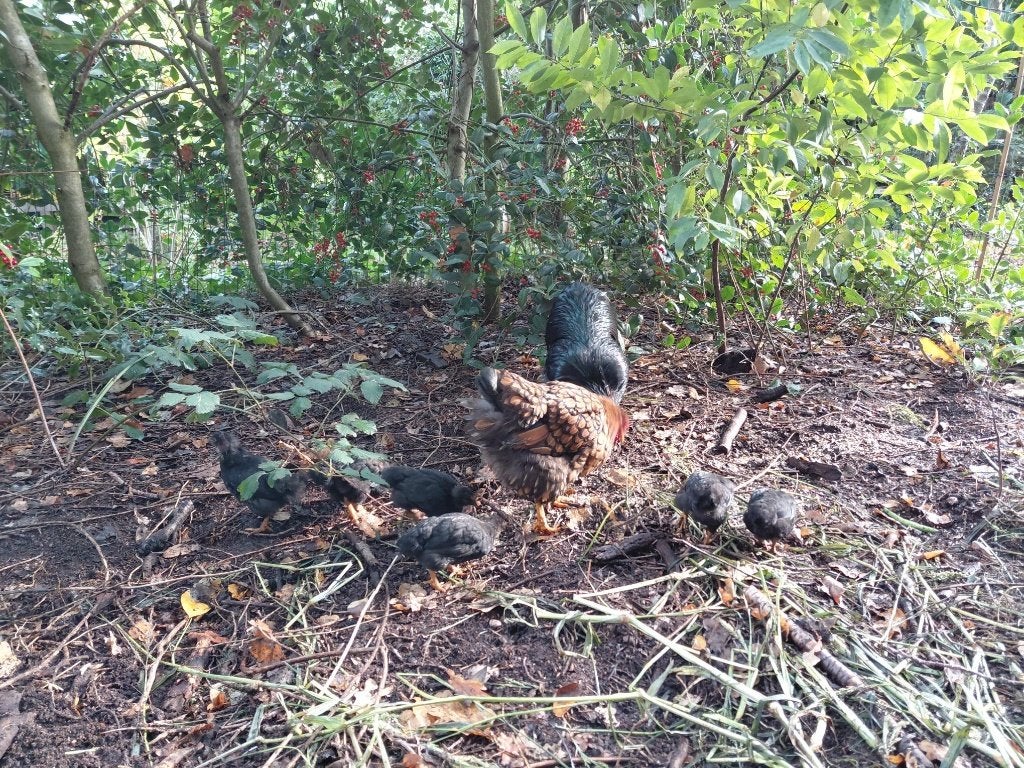 Wyandote kloek met kuikens en haan, Dieren en Toebehoren, Meerdere dieren, Kip