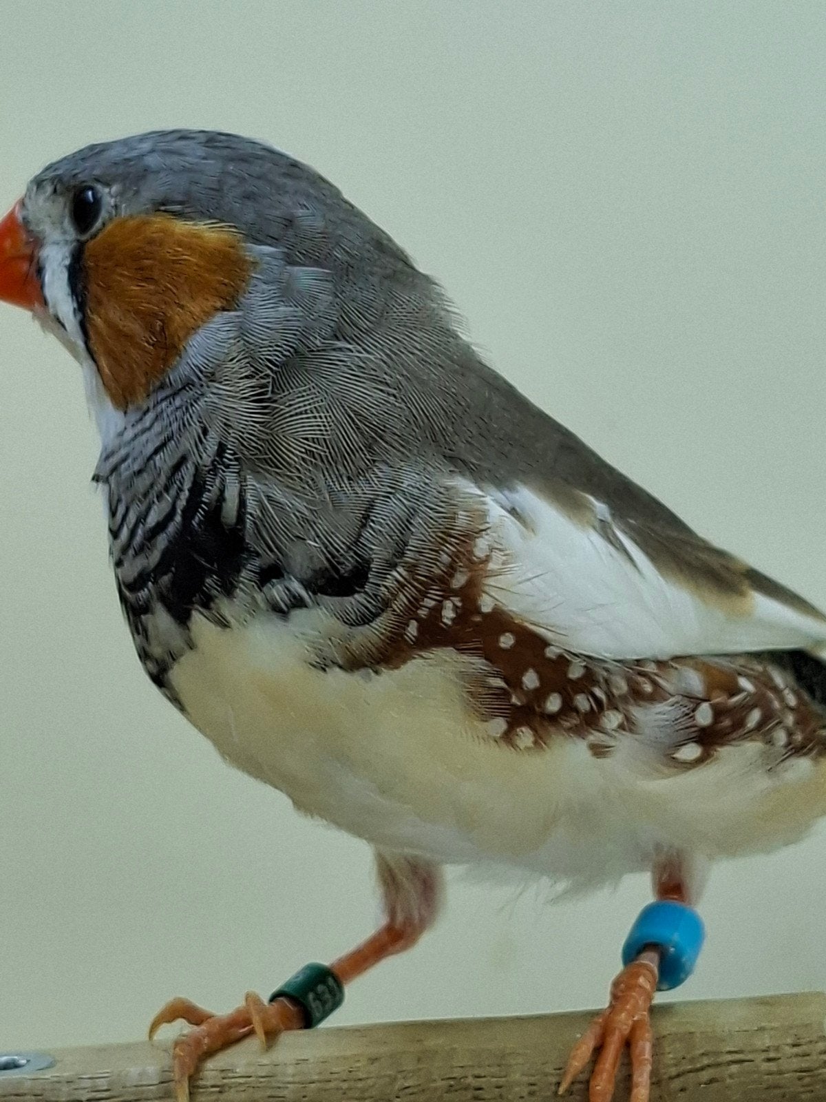 koppel jonge zebravinken bont x grijs koppel 1, Dieren en Toebehoren, Meerdere dieren, Tropenvogel, Geringd