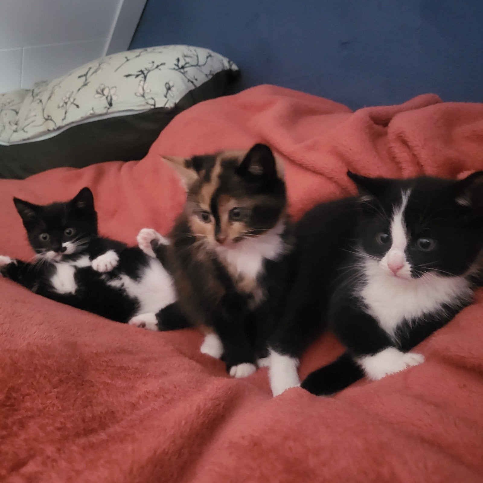 3 kittens te koop, Meerdere dieren, Kortharig