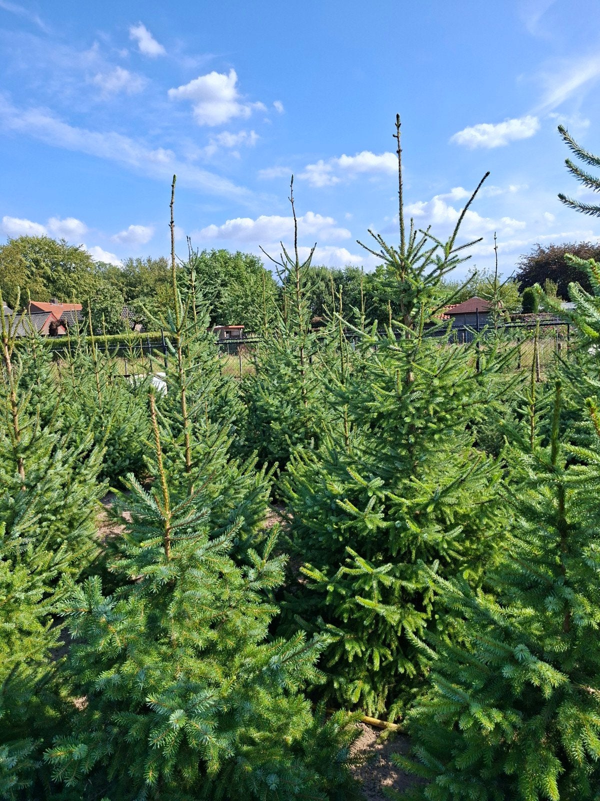 picea omorika, Bloeit niet, Overige soorten, 100 tot 250 cm, Ophalen