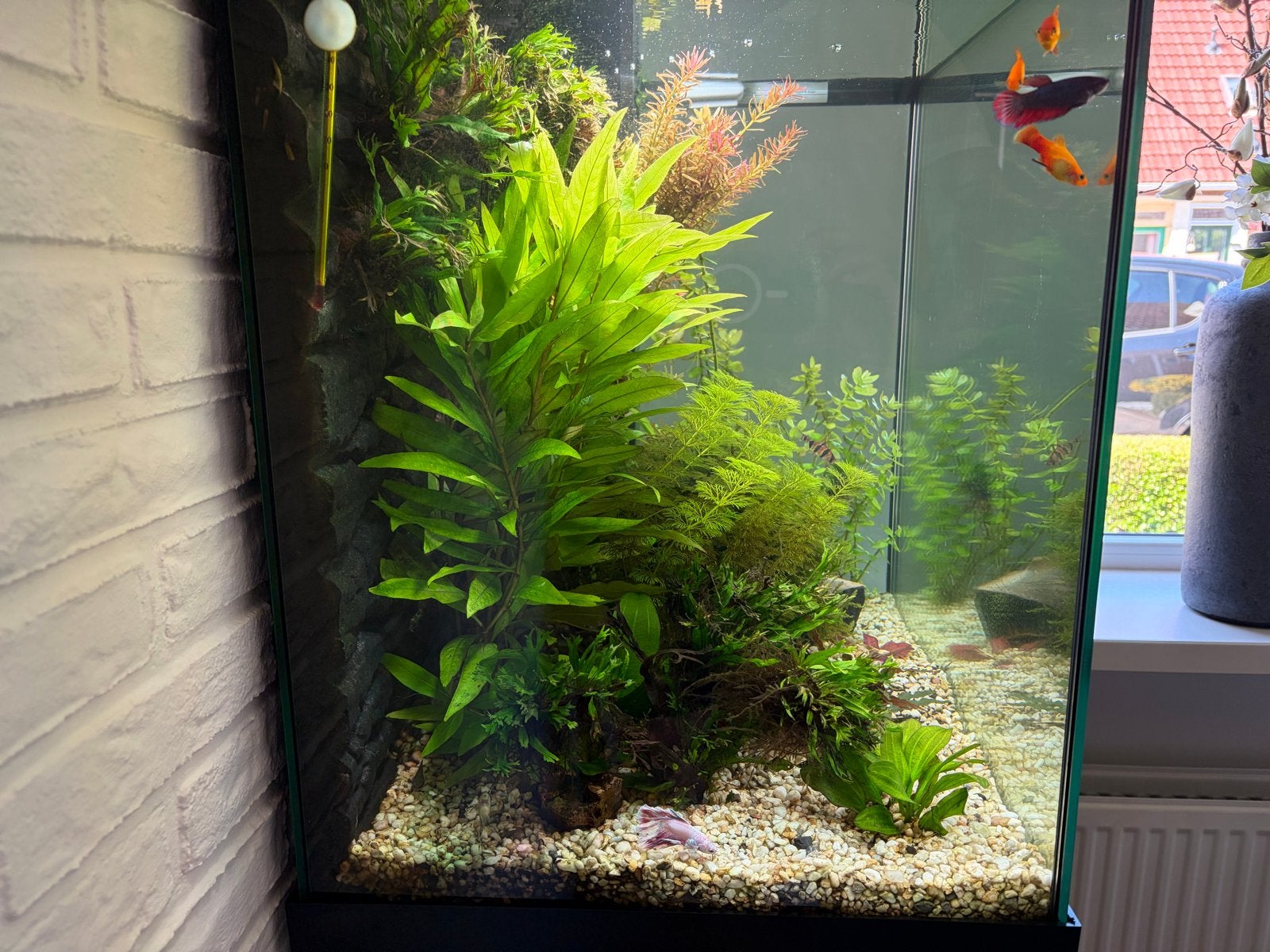 Mooie Juwel aquarium, Ophalen, Inclusief vissen, Juwel, Gevuld zoetwateraquarium
