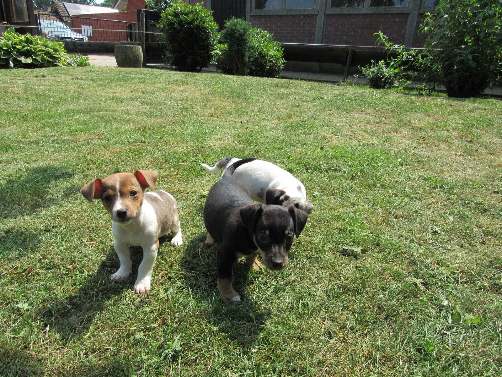 Te koop Jack Russell pups, Dieren en Toebehoren, Standaard, 8 tot 15 weken, Korthaar, Parvo
