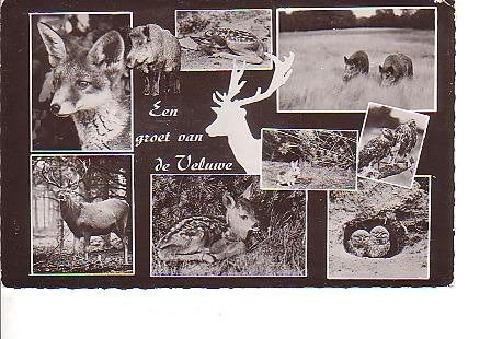 Ansichtkaart	Veluwe	9-luik	Dieren, Verzenden, 1940 tot 1960, Gelopen, Gelderland