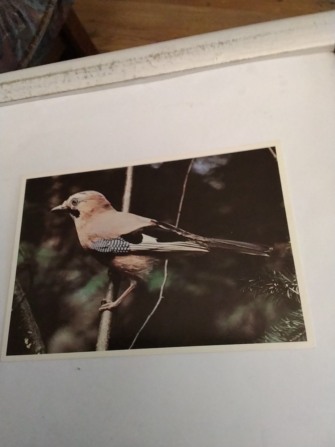Oude ansichtkaart Vlaamse Gaai - Fred F. Hazelhoff, Ophalen of Verzenden, 1960 tot 1980, Ongelopen