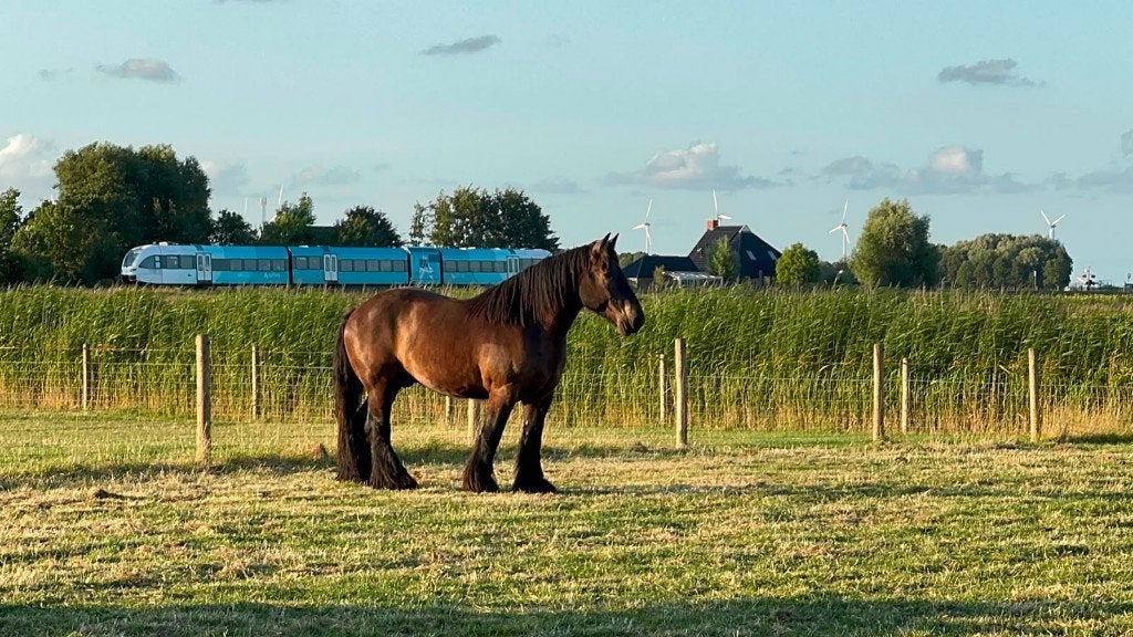 Trekpaard ruin, 4-jarig, Met stamboom, 0 tot 2 jaar, Onbeleerd, Meerdere dieren