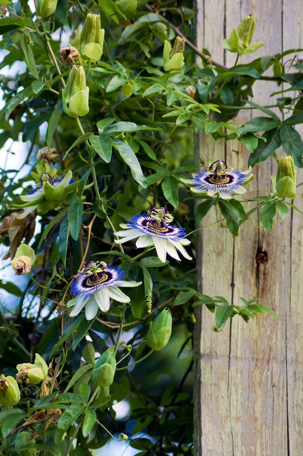 Passiebloem (Passiflora caerulea) 80/100cm, Tuin en Terras, Planten | Tuinplanten, Ophalen of Verzenden, Klimplanten, Volle zon