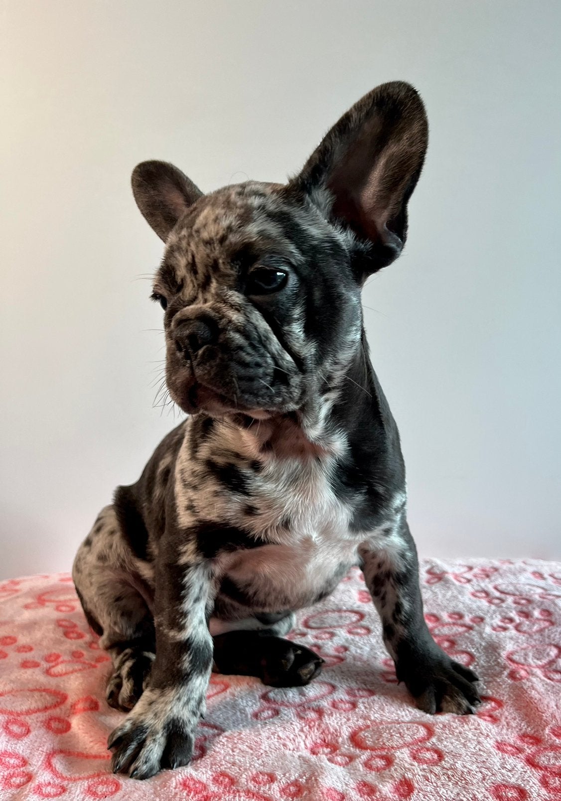 Twee hele mooie raszuivere Franse Bulldog merle pups, 15 weken tot 1 jaar, Buitenland, Bulldog, Meerdere