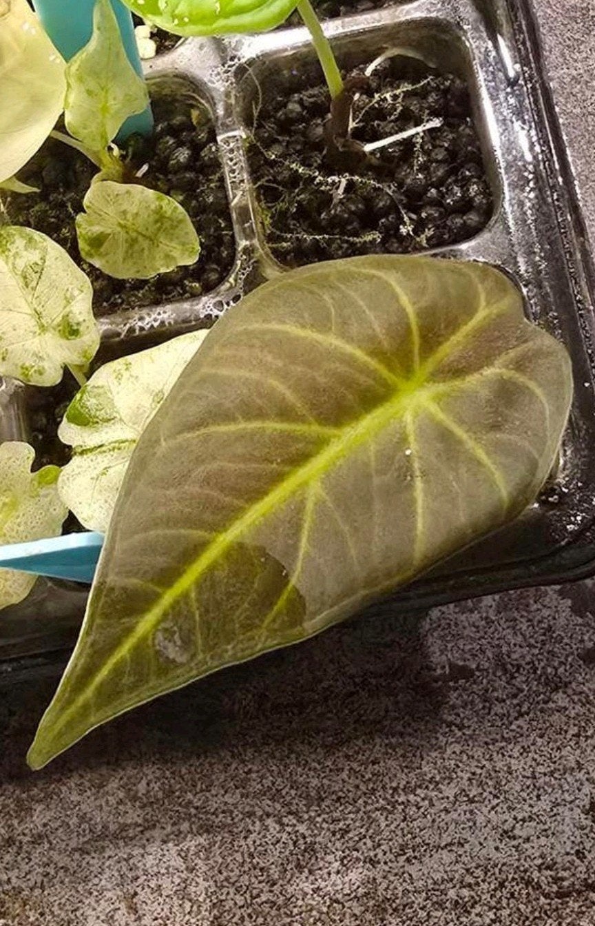 Alocasia Regal Shields, Huis en Inrichting, Kamerplanten, Ophalen, Halfschaduw, Minder dan 100 cm